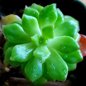 Succulent, Sedeveria Letizia 2" live plant